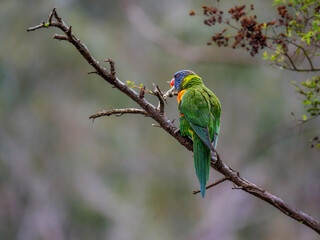 Lorikeet On Branch
