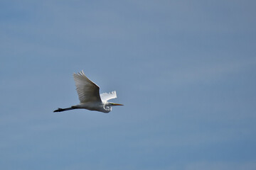 Silberreiher im Flug 
