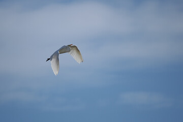 Silberreiher im Flug 