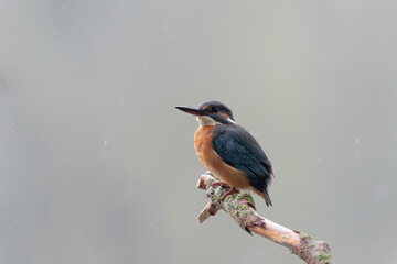 Common European Kingfisher Alcedo atthis perching on a branch