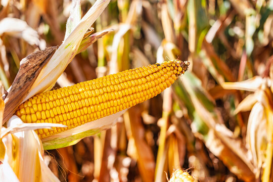 Cobs of juicy ripe corn in the field close-up. The most important agricultural crop in the world. Corn harvesting. Growing food. A bountiful harvest.