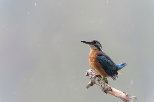 Common European Kingfisher Alcedo atthis perching on a branch © denis
