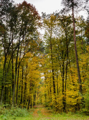 Obraz premium the road runs through a dense forest