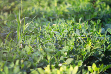 Close up of crops and peanut seedlings in autumn