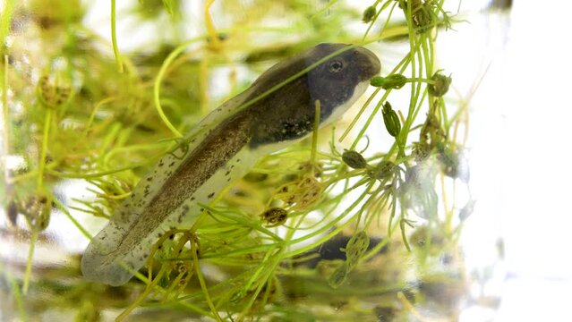 A tadpole breathes in the water surrounded by aquatic flora in its process of transformation into a frog