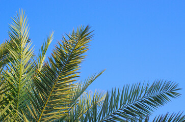 Obraz na płótnie Canvas Palm tree on blue sky