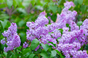 Lilac blossoming branches, Selective focus