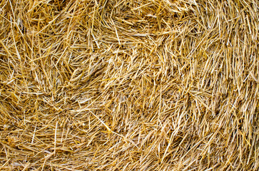 Bales of straw are illuminated by the sun.