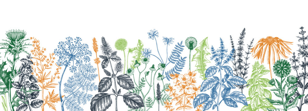 Vector herbs and meadows background. Aromatic plants vintage banner. Medicinal herb sketches. Botanical design for cosmetics, perfumery, herbal tea and herbal medicine. Floral backdrop