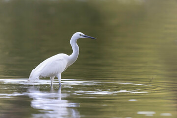 Little Egret Egretta garzetta fishing in close view