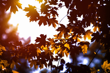Yellow maple leaves on a twig in autumn