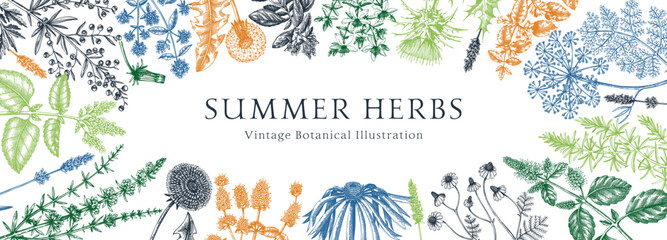 Vector herbs and meadows background. Aromatic plants vintage banner. Medicinal herb sketches. Botanical design for cosmetics, perfumery, herbal tea and herbal medicine. Floral frame © sketched-graphics