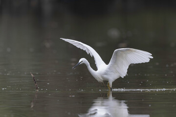Little Egret Egretta garzetta fishing in close view