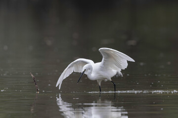 Little Egret Egretta garzetta fishing in close view