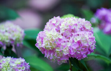 Obraz premium pink hydrangea flowers close up
