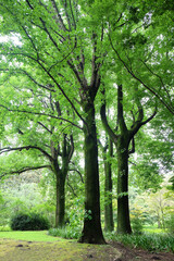 Fototapeta na wymiar ユリノキの巨木、森林浴