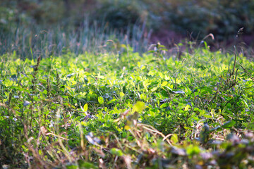 Close up of flourishing peanut seedlings in autumn