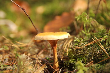mushroom in the forest