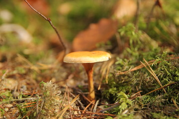 mushroom in the forest