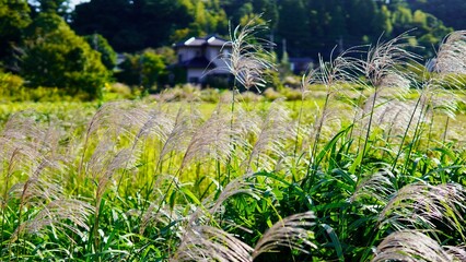 秋風にたなびくススキ