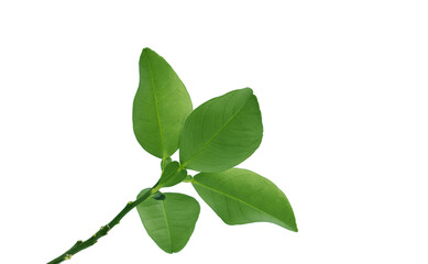 A pummelo twig with leaves