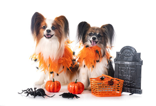 papillon dogs and halloween