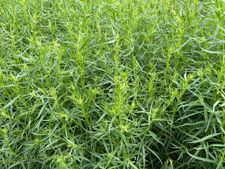 Tarragon, Artemisia Dracunculus