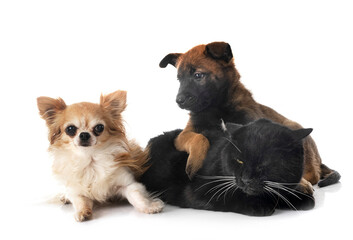 puppy malinois, chihuahua and cat