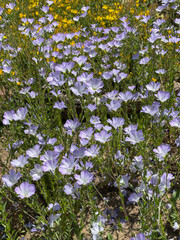 French flax, Linum Narbonense