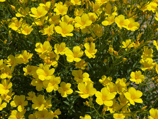 Yellow linen, Linum, flavum
