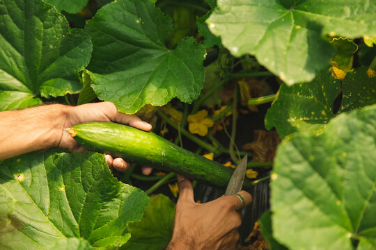 Hands of farmer cutting cucumber amidst leaves