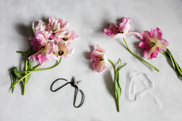Scissors, piece of string and blooming Silver Parrot tulips lying against white background