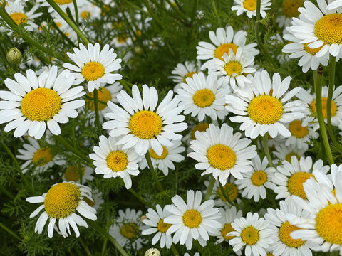 Roman Bertram, Anacycle pyrethrum