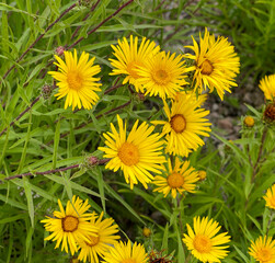 Sword-blade elecampane, Pentanema ensifolium