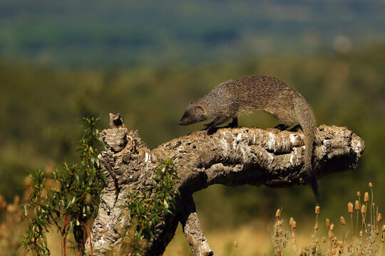 The Egyptian mongoose (Herpestes ichneumon), also known as ichneumon, an adult mongoose searching for prey in the folds of the cork oak bark.