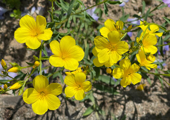 shaggy flax, Linum hirsutum