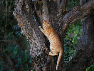 Ginger kitten on a tree