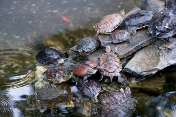Fototapeta na wymiar The Little Turtle on the Stone in the Water