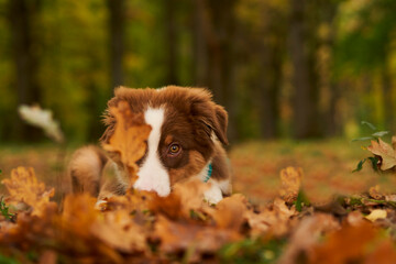 Australian shepherd puppy sitting in dry autumn leaves