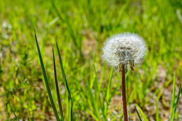 Blowing dandelion clock of white seeds on blurry green background of summer meadow.