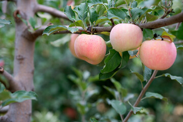 Fuji apples mature on the branches in autumn