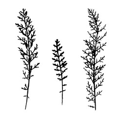 A set of silhouettes of a field weed plant. Ink print of leaf texture isolated on white background. Realistic elements of nature.