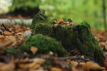 moss on tree