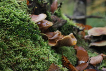 mushrooms in the forest