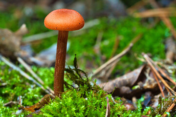 Orange filigree mushrooms in moss on forest floor. Macro view from the habitat.