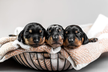 Cute newborn dachshund puppies sleeping in a basket