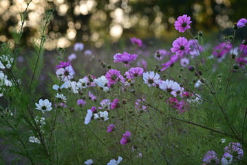 Obraz na płótnie Canvas Field of white and pink sunmer flowers in the evening sun