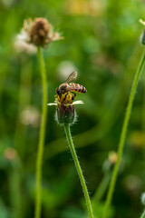 Close up image of Honey Bee on a flower.