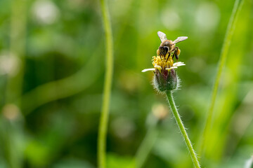 Close up image of Honey Bee on a flower.