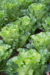 Fresh cabbages grow in the garden